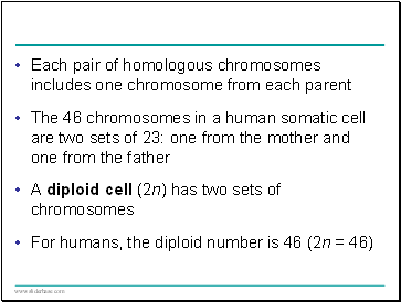 Each pair of homologous chromosomes includes one chromosome from each parent