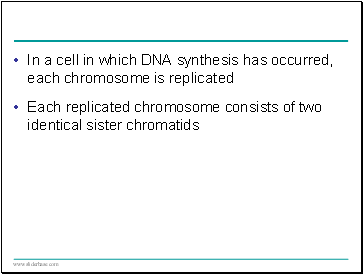 In a cell in which DNA synthesis has occurred, each chromosome is replicated