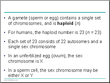 A gamete (sperm or egg) contains a single set of chromosomes, and is haploid (n)