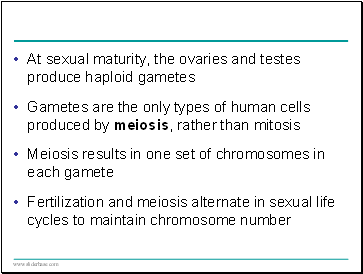 At sexual maturity, the ovaries and testes produce haploid gametes