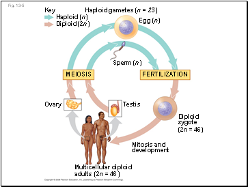 Fig. 13-5