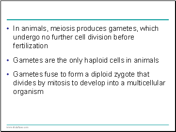 In animals, meiosis produces gametes, which undergo no further cell division before fertilization