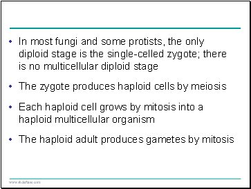 In most fungi and some protists, the only diploid stage is the single-celled zygote; there is no multicellular diploid stage