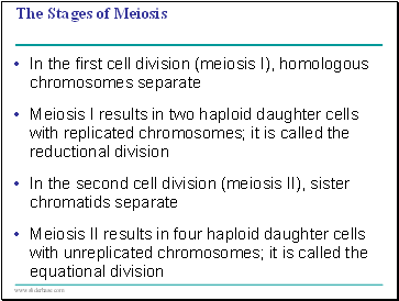 The Stages of Meiosis