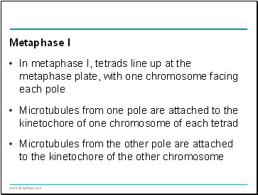 Metaphase I