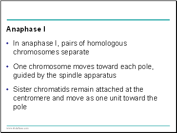 Anaphase I