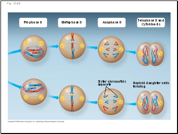 Fig. 13-8d