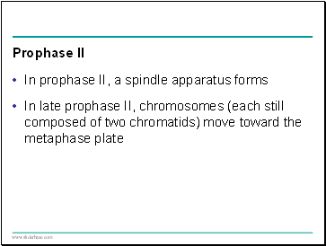 Prophase II