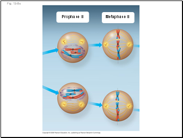 Fig. 13-8e