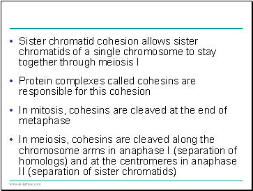 Sister chromatid cohesion allows sister chromatids of a single chromosome to stay together through meiosis I