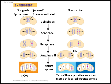 Fig. 13-10a