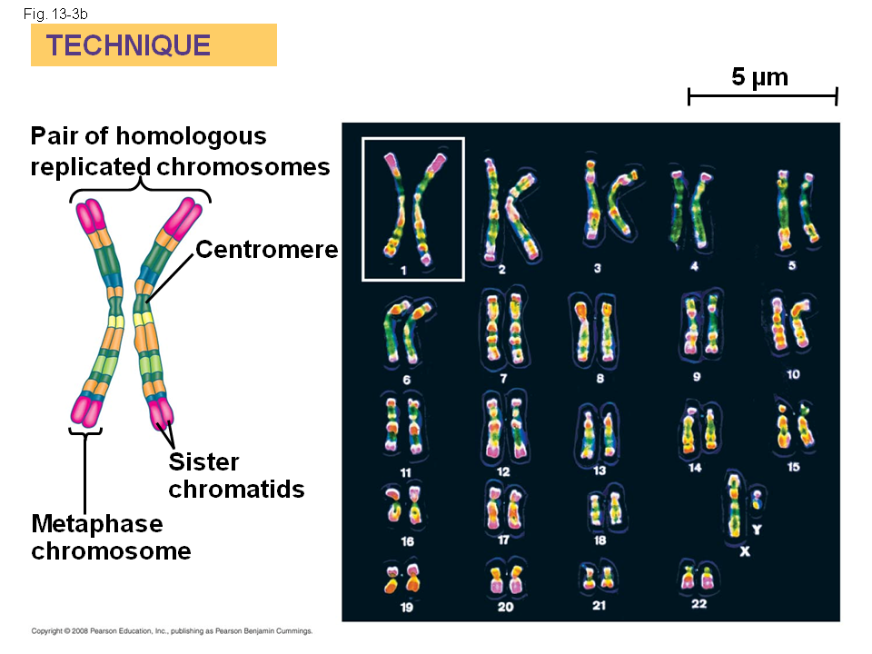 Хромосомы краба. Хромосома. Центромеры хромосом. Графическое изображение хромосом. Окрашивание хромосом.