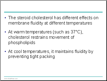 The steroid cholesterol has different effects on membrane fluidity at different temperatures