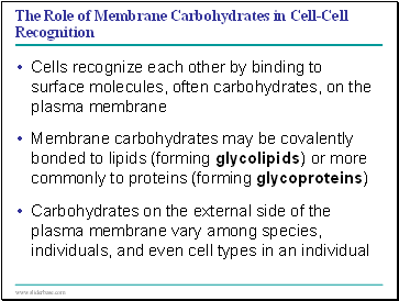 The Role of Membrane Carbohydrates in Cell-Cell Recognition
