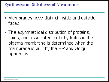 Synthesis and Sidedness of Membranes