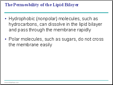 The Permeability of the Lipid Bilayer