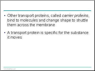 Other transport proteins, called carrier proteins, bind to molecules and change shape to shuttle them across the membrane