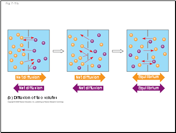 (b) Diffusion of two solutes