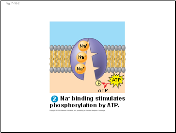 Na+ binding stimulates