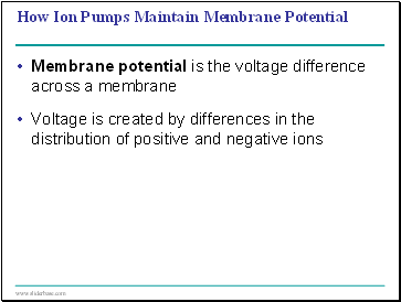 How Ion Pumps Maintain Membrane Potential