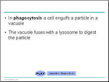 In phagocytosis a cell engulfs a particle in a vacuole