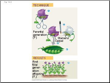 Fig. 14-2