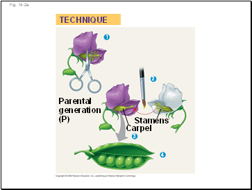 Fig. 14-2a