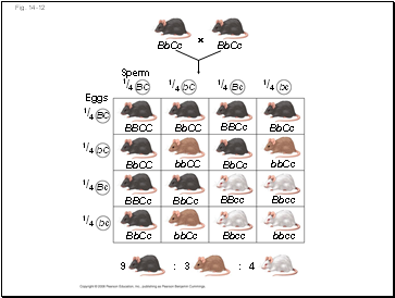 Fig. 14-12