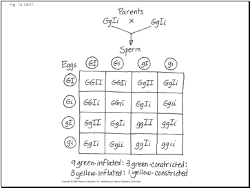 Fig. 14-UN11