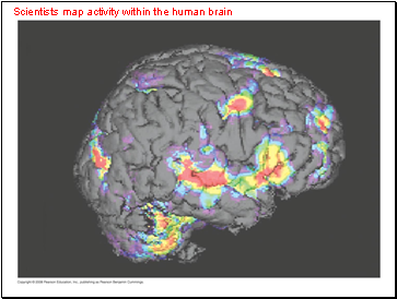 Scientists map activity within the human brain