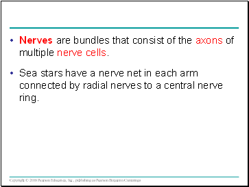 Nerves are bundles that consist of the axons of multiple nerve cells.