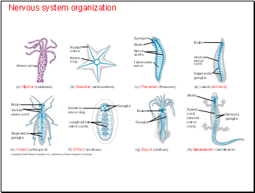 Nervous system organization