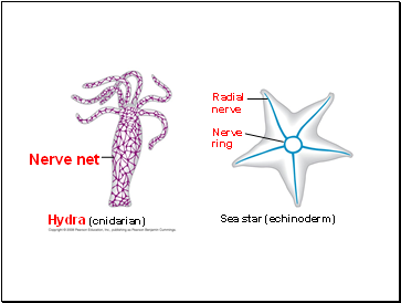 Hydra (cnidarian)