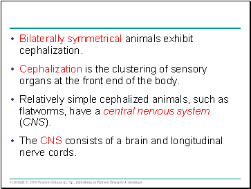 Bilaterally symmetrical animals exhibit cephalization.