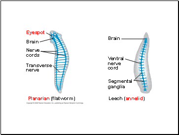 Planarian (flatworm)
