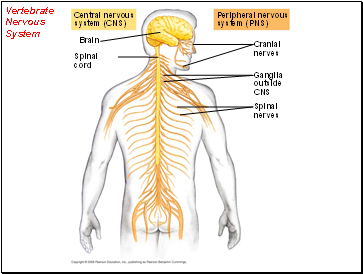 Vertebrate Nervous System