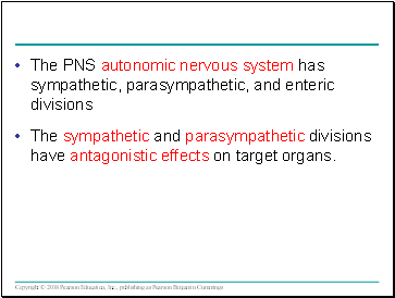 The PNS autonomic nervous system has sympathetic, parasympathetic, and enteric divisions