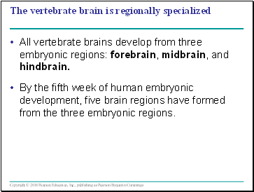 The vertebrate brain is regionally specialized