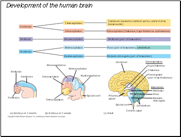 Development of the human brain