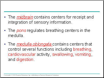 The midbrain contains centers for receipt and integration of sensory information.