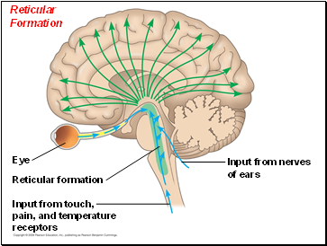 Reticular Formation