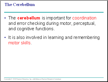 The Cerebellum