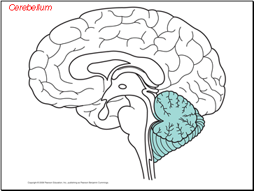 Cerebellum