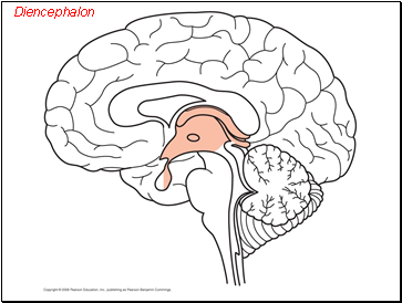 Diencephalon