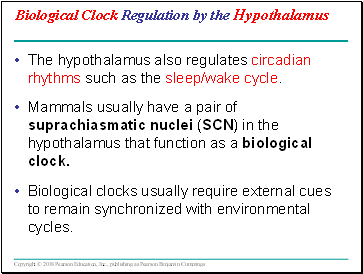 Biological Clock Regulation by the Hypothalamus