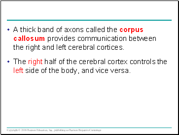 A thick band of axons called the corpus callosum provides communication between the right and left cerebral cortices.