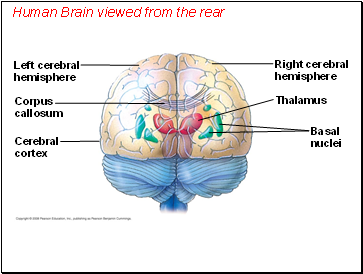 Human Brain viewed from the rear