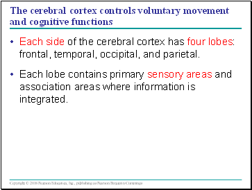 The cerebral cortex controls voluntary movement and cognitive functions