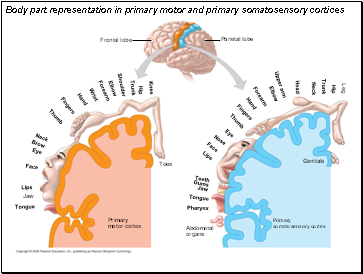 Body part representation in primary motor and primary somatosensory cortices