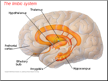 The limbic system